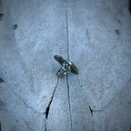 The Olive Ring